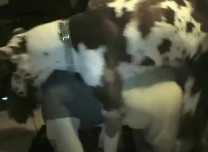 Video :Lady's pussy got fucked from behind in dog porn tube